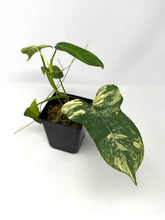 Load image into Gallery viewer, Philodendron Bipennifolium Violin Variegated F
