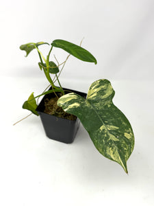 Philodendron Bipennifolium Violin Variegated F