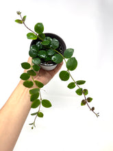 Load image into Gallery viewer, Aeschynanthus Radicans Thai Pink