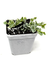 Load image into Gallery viewer, Dischidia Ruscifolia Variegated
