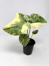 Load image into Gallery viewer, Monstera Deliciosa Crème Brulee