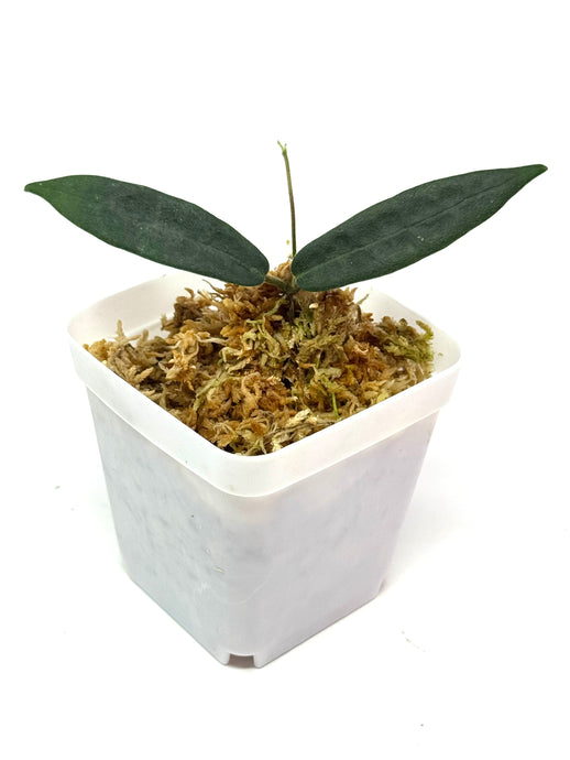 Hoya Hypolasia