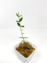 Load image into Gallery viewer, Hoya Engleriana