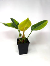 Load image into Gallery viewer, Philodendron Green Congo Variegated