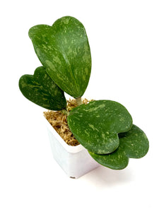 Hoya Kerrii Splash