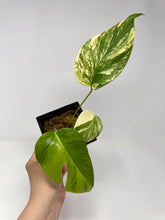 Load image into Gallery viewer, Monstera Deliciosa Aurea Variegated C