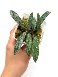 Hoya Sigillatis