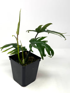 Philodendron Mayoi