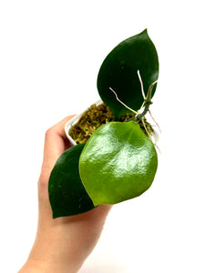 Hoya Anulata