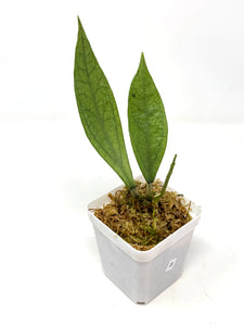 Hoya Germany Silver B