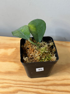 85. Hoya Sp.