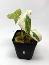 Load image into Gallery viewer, Philodendron Gloriosum Variegated B