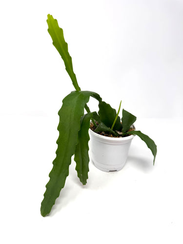 Epiphyllum ‘Orchid Cactus’ (Ships within Canada only) Pink Flower