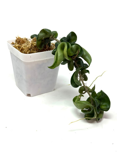 Hoya Carnosa Compacta (Large)