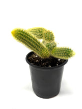 Load image into Gallery viewer, Cleistocactus Winteri (Golden Rat Tail Cactus) - Ships within Canada only