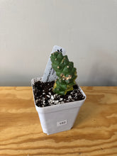 Load image into Gallery viewer, 182. Euphorbia Ritchiei Variegated (Ships within Canada only)