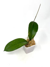 Load image into Gallery viewer, Hoya Gunung Gading