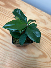 Load image into Gallery viewer, 131. Hoya Carnosa Krimson Princess