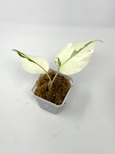 Load image into Gallery viewer, Monstera Deliciosa Albo Variegated J