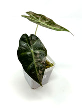 Load image into Gallery viewer, Alocasia Amazonica Variegated D