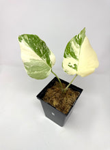 Load image into Gallery viewer, Monstera Deliciosa Albo Variegated A