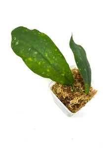 Hoya Mitrata