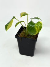Load image into Gallery viewer, Homalomena Rubescens Variegated C