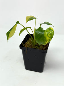 Homalomena Rubescens Variegated C