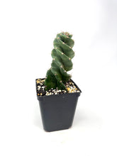 Load image into Gallery viewer, Cereus Forbesii cv. Spiralis &#39;Spiral Cactus&#39; (Ships within Canada only)