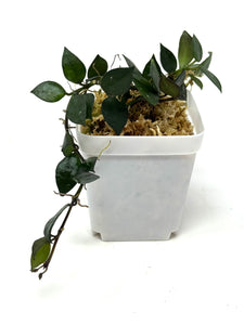 Hoya Krohniana Black