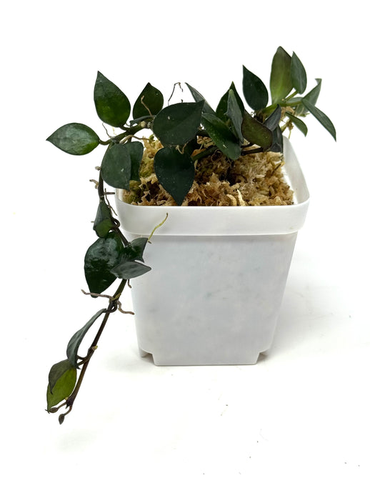 Hoya Krohniana Black