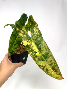 Philodendron Billietiae Variegated C