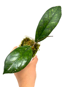 Hoya Blessing