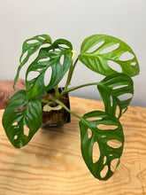 Load image into Gallery viewer, 121. Monstera Adansonii Variegated