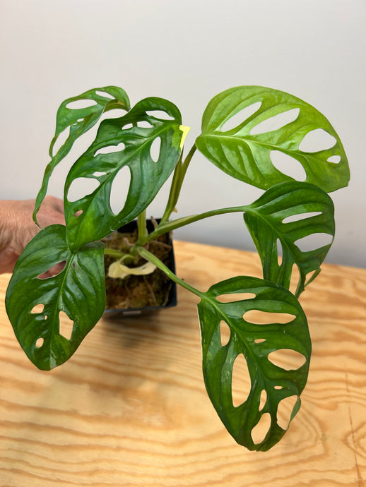 121. Monstera Adansonii Variegated