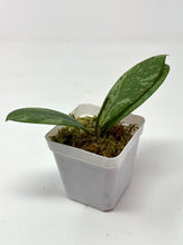 Load image into Gallery viewer, Hoya Meena Silver  (H. Crassipetiolata Splash x H. 'Michele') D