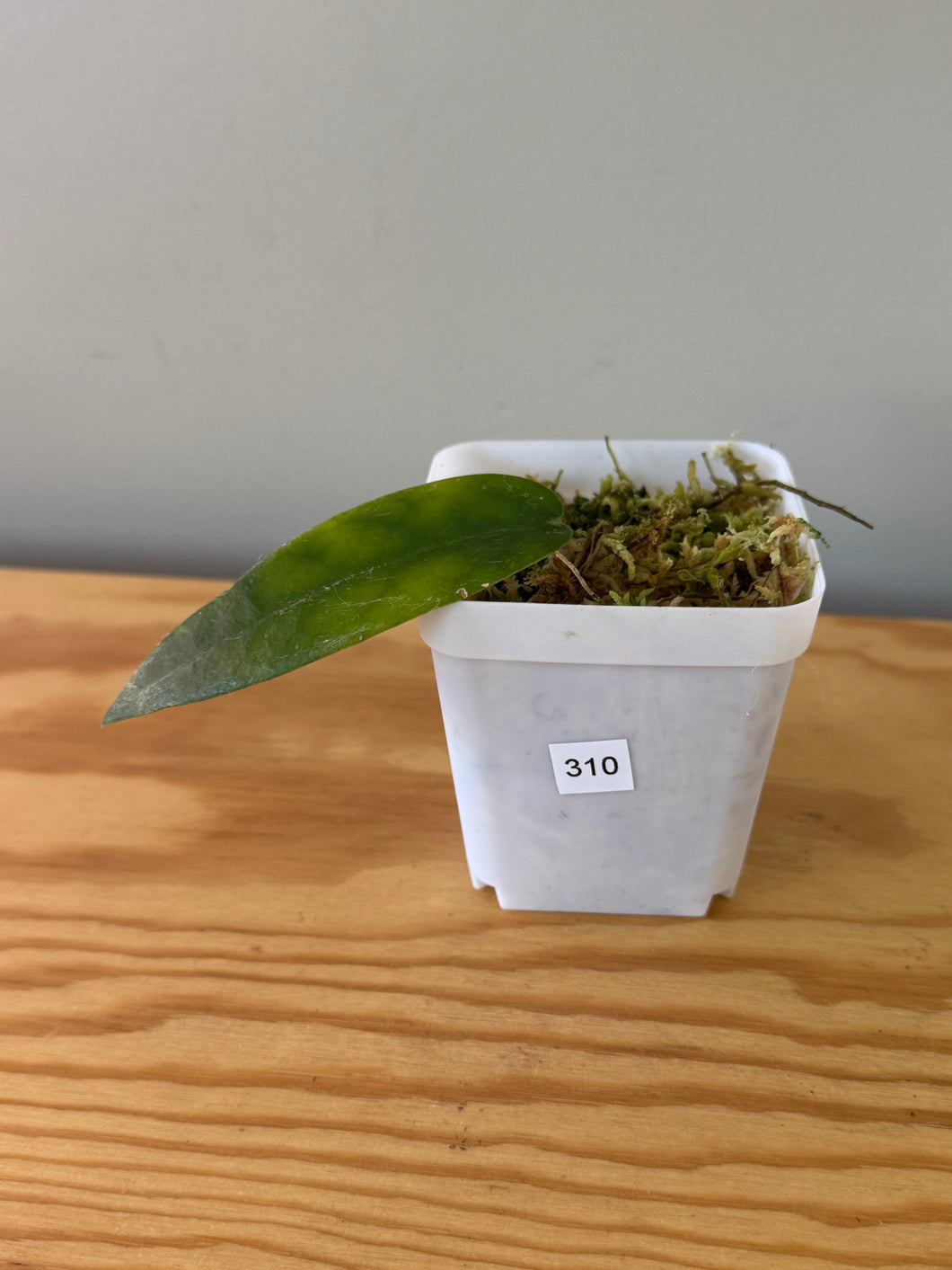 310. Hoya Stenaokei