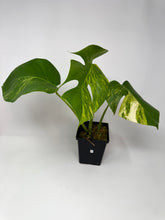 Load image into Gallery viewer, Monstera Deliciosa Aurea Variegated B