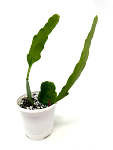 Epiphyllum ‘Orchid Cactus’ (Ships within Canada only)