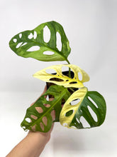 Load image into Gallery viewer, Monstera Adansonii Variegated B