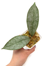 Load image into Gallery viewer, Hoya Mitrata Silver F
