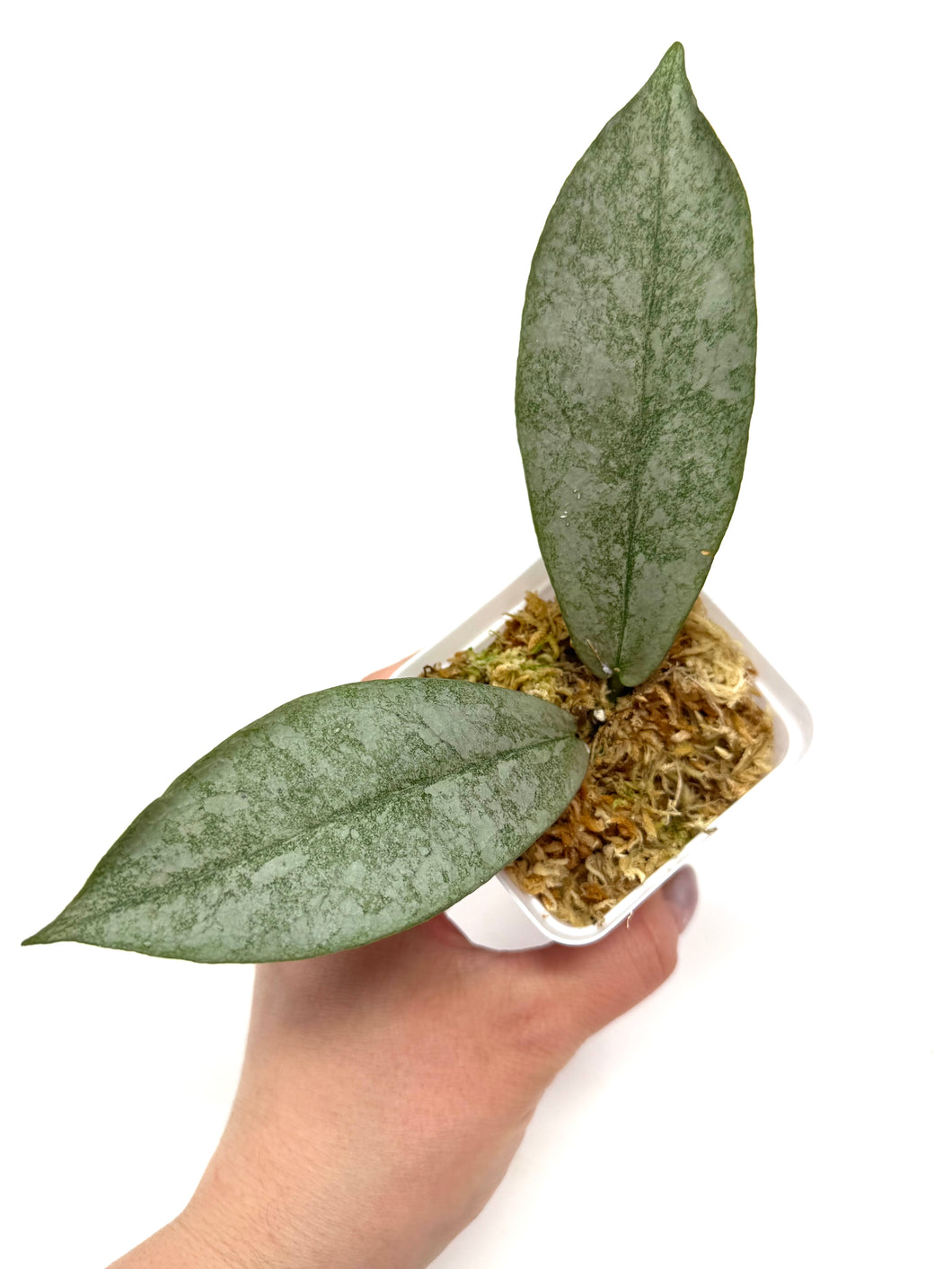 Hoya Mitrata Silver F