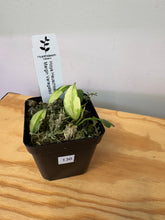 Load image into Gallery viewer, 136. Hoya Heuschkeliana Margin Variegated