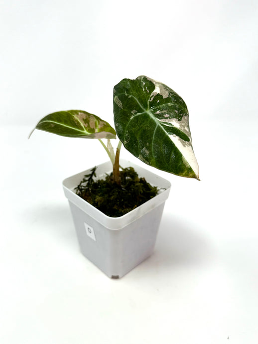 Alocasia Black Velvet Variegated D