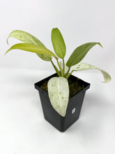 Load image into Gallery viewer, Philodendron Whipple Way B