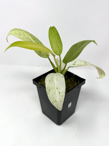 Philodendron Whipple Way B