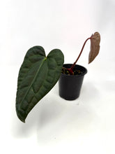 Load image into Gallery viewer, Anthurium Luxurians Dark Form Hybrid