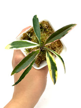 Load image into Gallery viewer, Hoya Kentiana Lori Lyn Albo Variegated