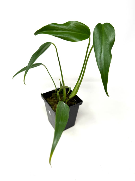 Philodendron Burle Marx Flame B