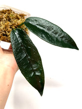 Load image into Gallery viewer, Hoya Onychoides